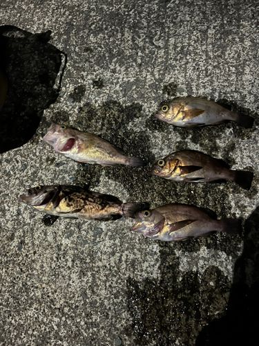 アカメバルの釣果