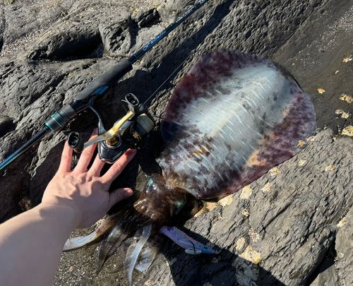 アオリイカの釣果