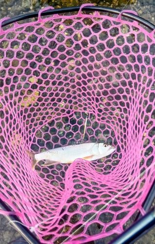 ハスの釣果