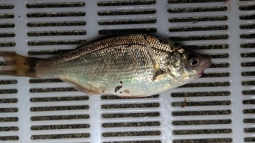 ウミタナゴの釣果