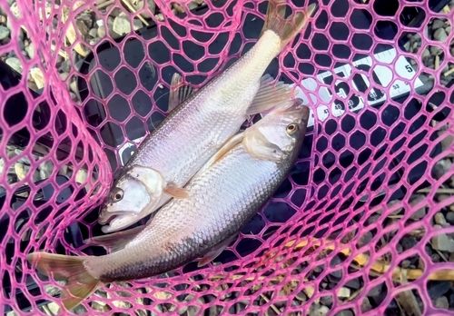 ハスの釣果