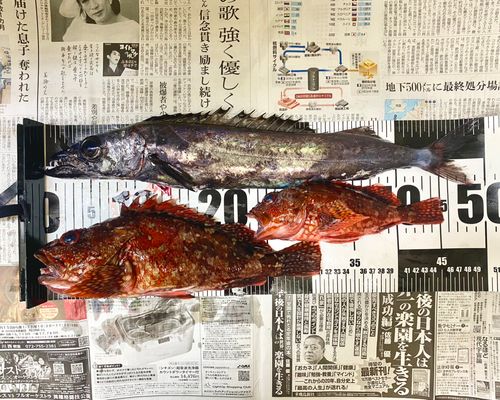 カサゴの釣果