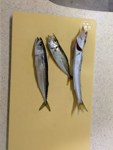 カマスの釣果
