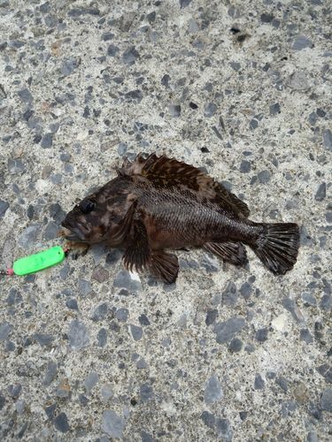 ハチガラの釣果