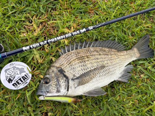 ミナミクロダイの釣果
