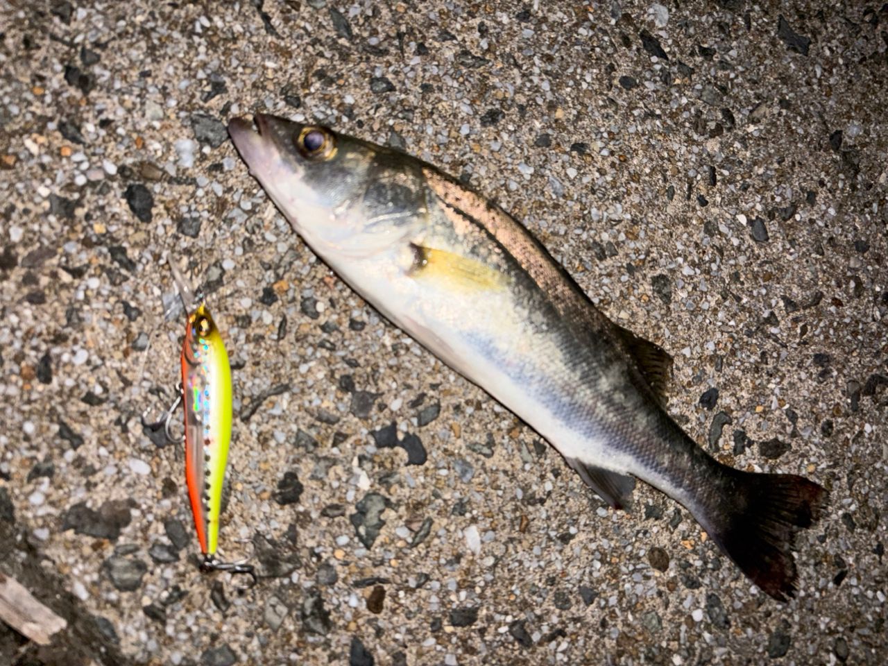シーバスの釣果写真