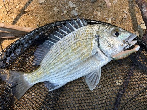 ミナミクロダイの釣果
