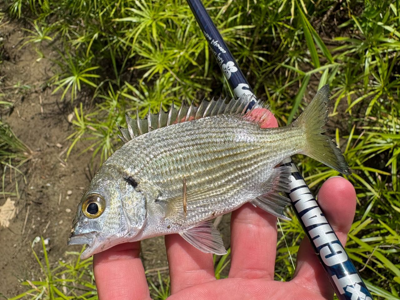 ミナミクロダイの釣果写真