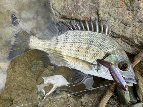 ミナミクロダイの釣果