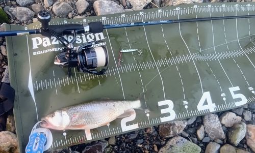 ハスの釣果