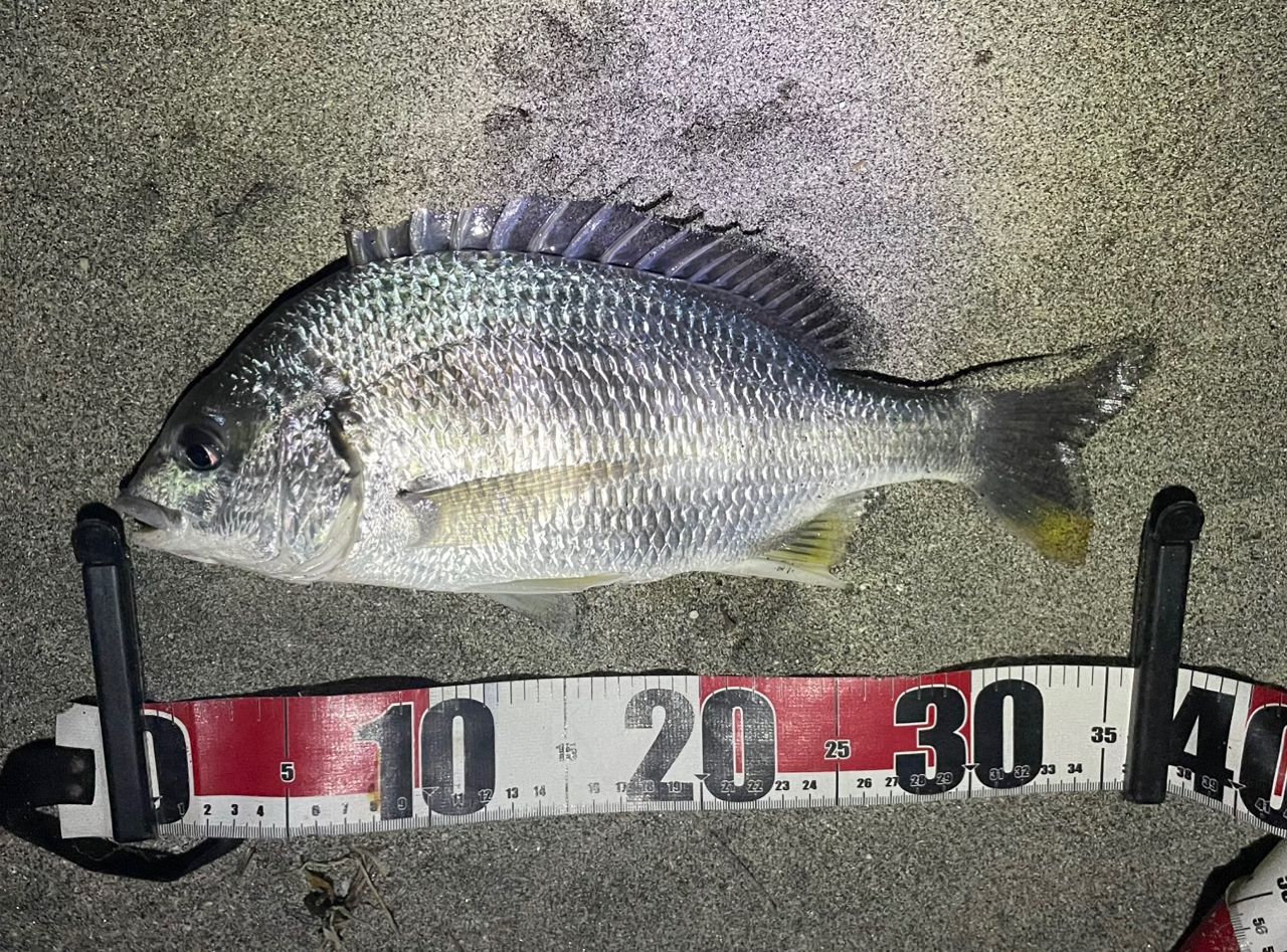 キビレの釣果写真