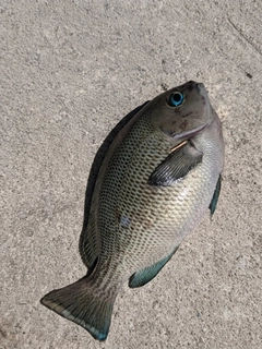 グレの釣果