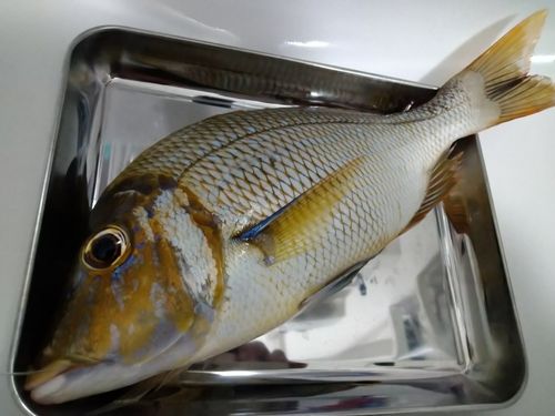 タマンの釣果
