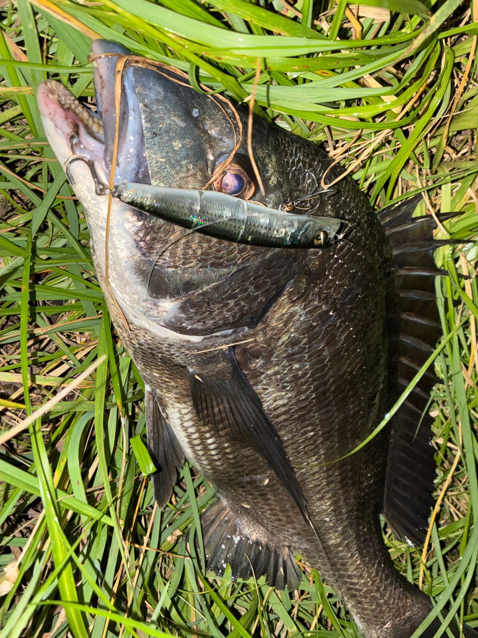 DAIWA 21シーバスハンター X 93ML・Rの最安値・インプレ・釣果 | 本音