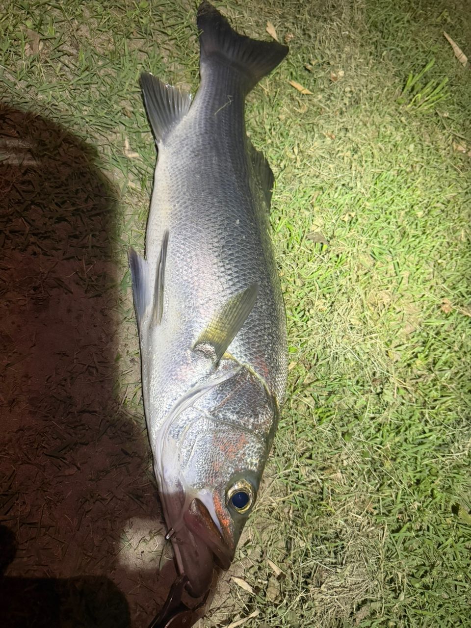 セイゴ（ヒラスズキ）の釣果写真