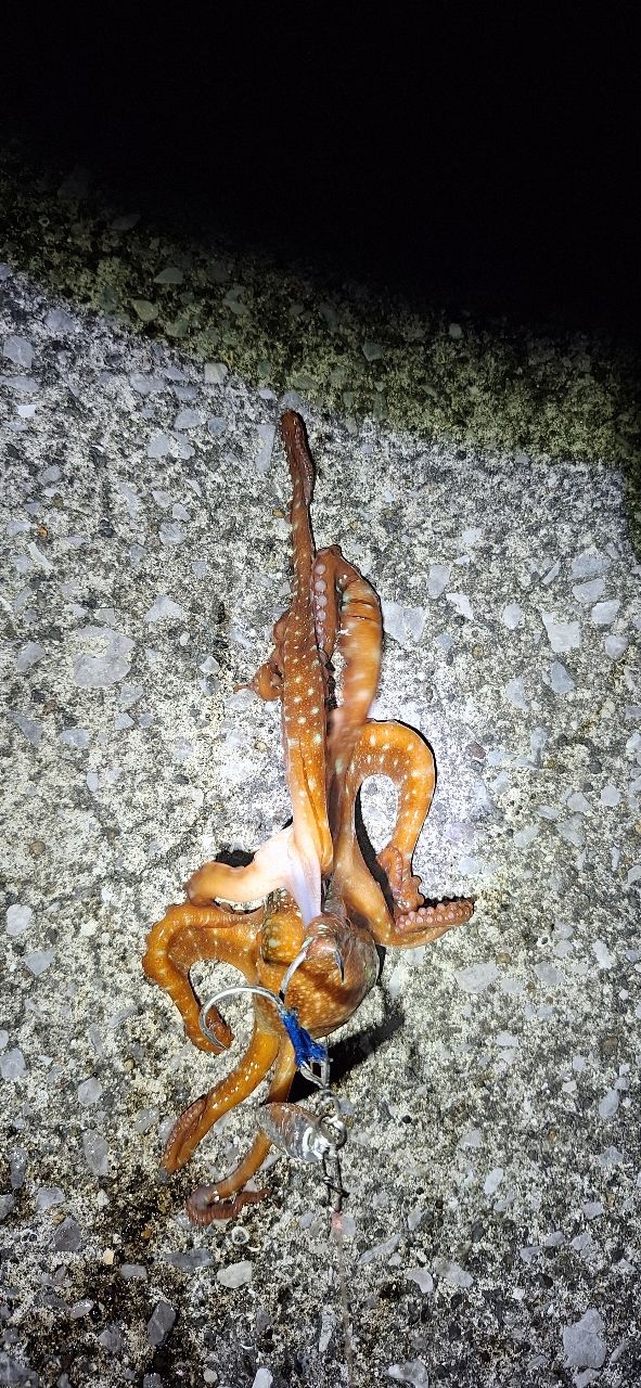 タコの釣果写真