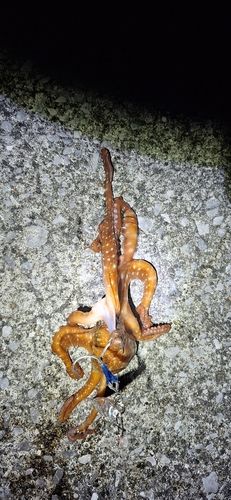 タコの釣果