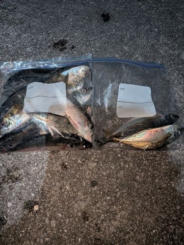 マアジの釣果