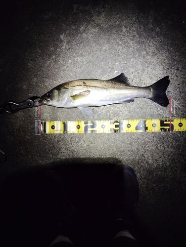 フッコ（マルスズキ）の釣果