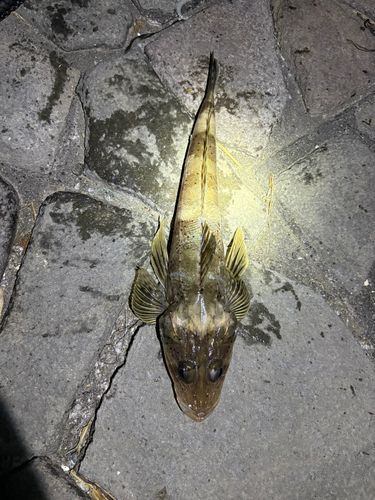 ワニゴチの釣果