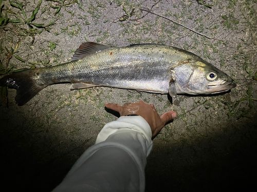 スズキの釣果
