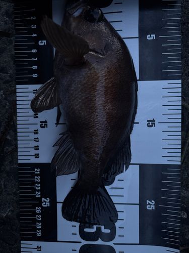 メバルの釣果
