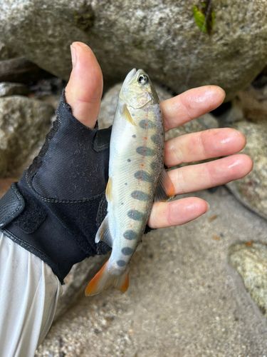 アマゴの釣果