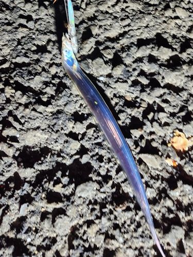 タチウオの釣果