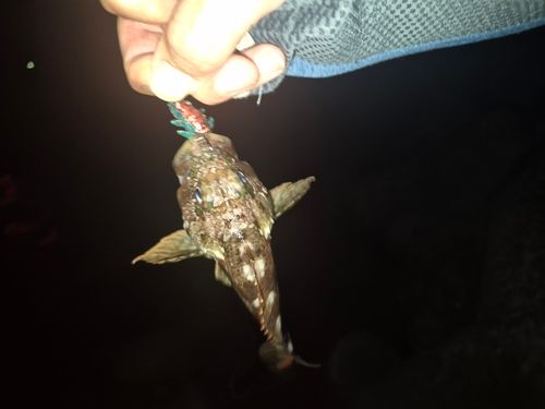 アラカブの釣果