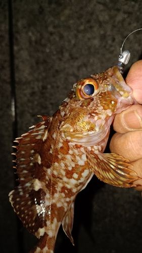 ガシラの釣果