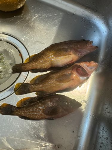 ハタの釣果