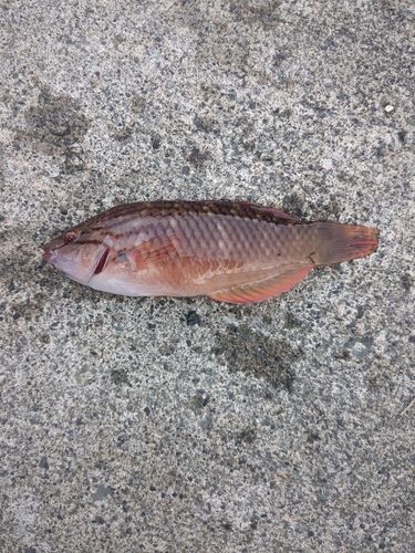キュウセンの釣果