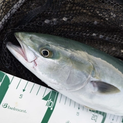フクラギの釣果