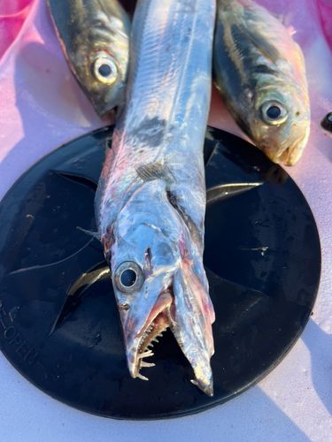 タチウオの釣果