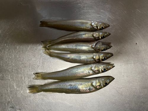 キスの釣果