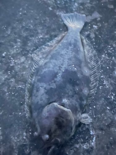 ヒラメの釣果