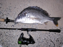 キビレの釣果