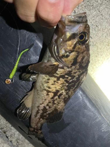クロソイの釣果