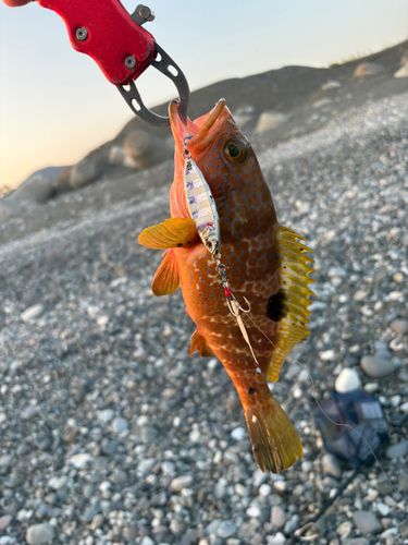 キジハタの釣果