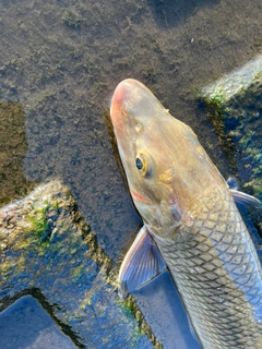 ニゴイの釣果