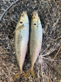マルアジの釣果