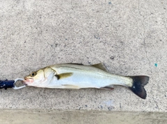 セイゴ（マルスズキ）の釣果