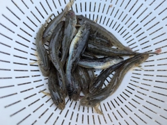 マハゼの釣果