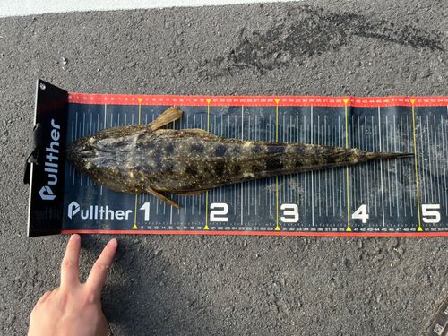 マゴチの釣果