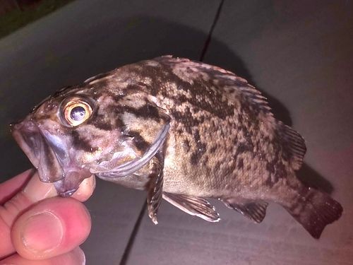 クロソイの釣果