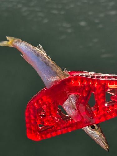 カマスの釣果
