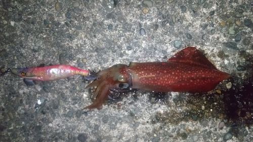 ケンサキイカの釣果