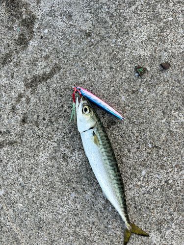 サバの釣果