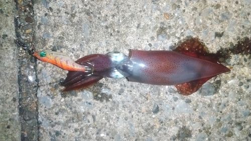 ケンサキイカの釣果
