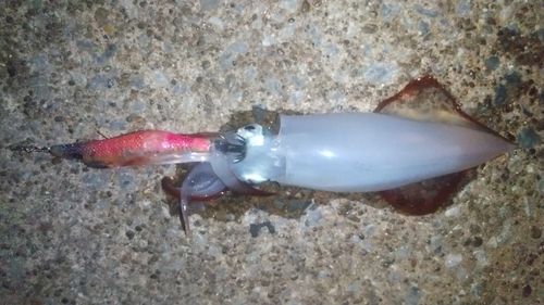 ケンサキイカの釣果